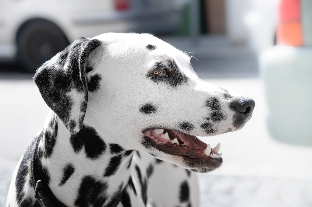 cane investito, il proprietario deve anche pagare i danni